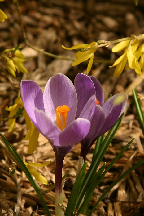 Crocus vernus 'Grand Maitre' pergola